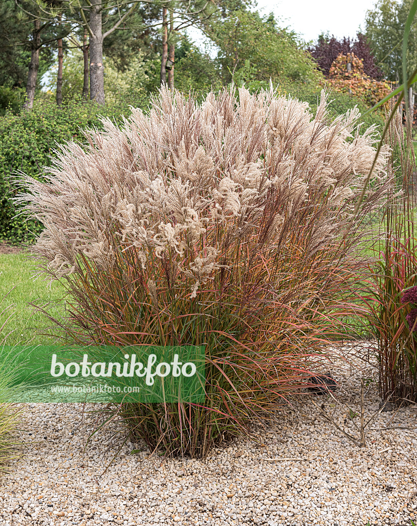 616426 - Chinese silver grass (Miscanthus sinensis 'Flammenmeer')