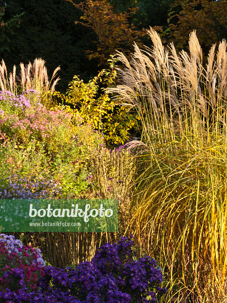 418088 - Chinese silver grass (Miscanthus sinensis) and aster (Aster)