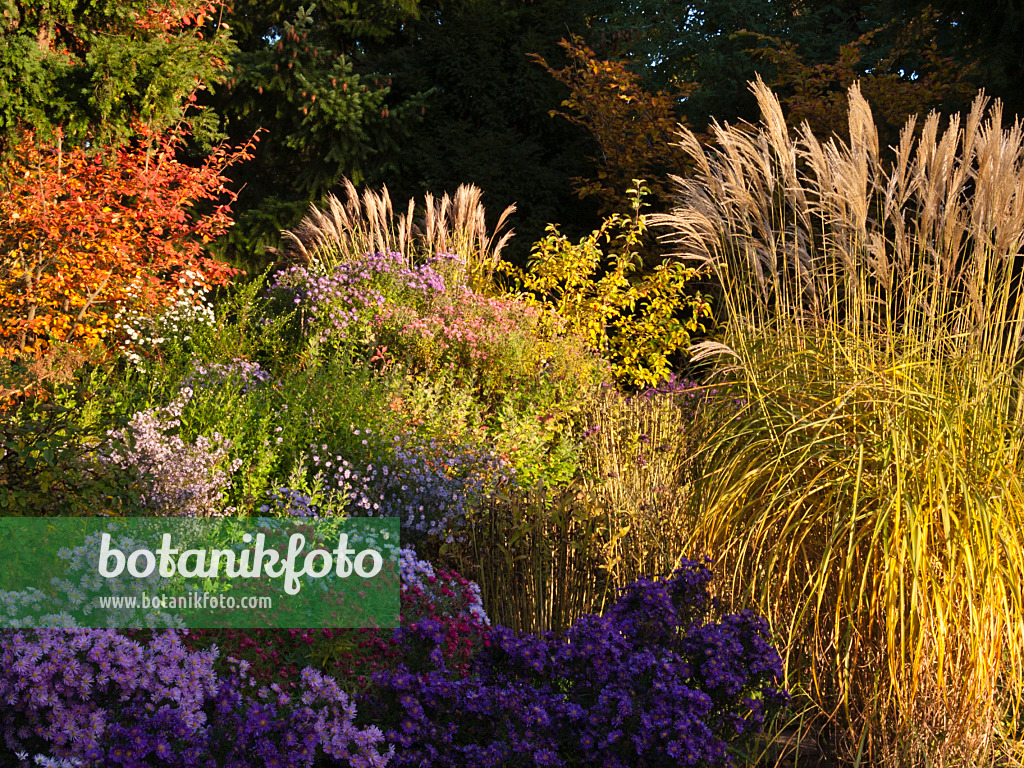 418089 - Chinese silver grass (Miscanthus sinensis) and aster (Aster)