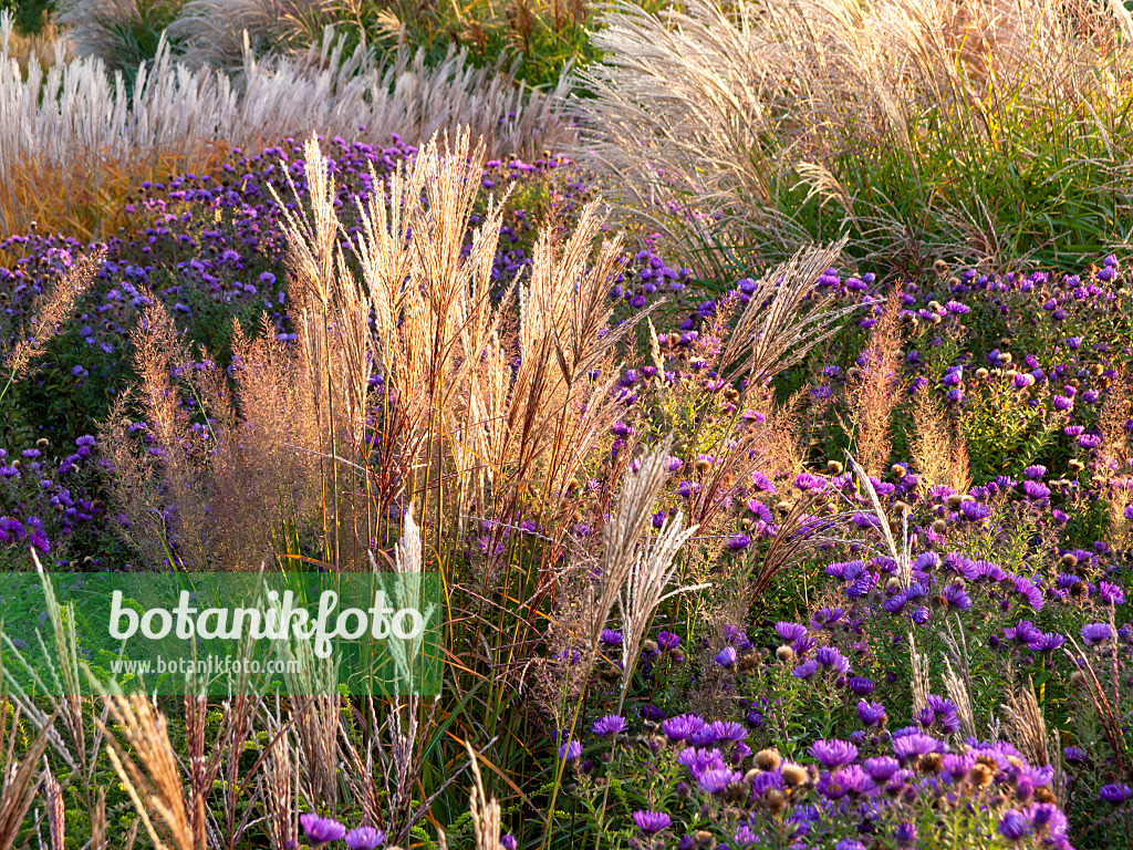 464095 - Chinese silver grass (Miscanthus sinensis) and aster (Aster)