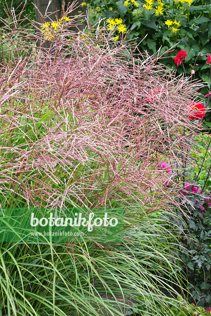 559024 - Chinese silver grass (Miscanthus sinensis 'Ferner Osten')