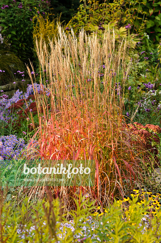 477048 - Chinese silver grass (Miscanthus sinensis 'Ghana')