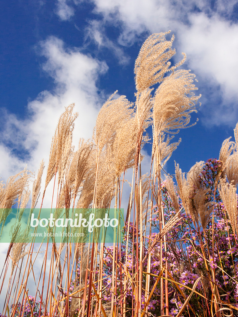 406021 - Chinese silver grass (Miscanthus sinensis 'Giraffe')