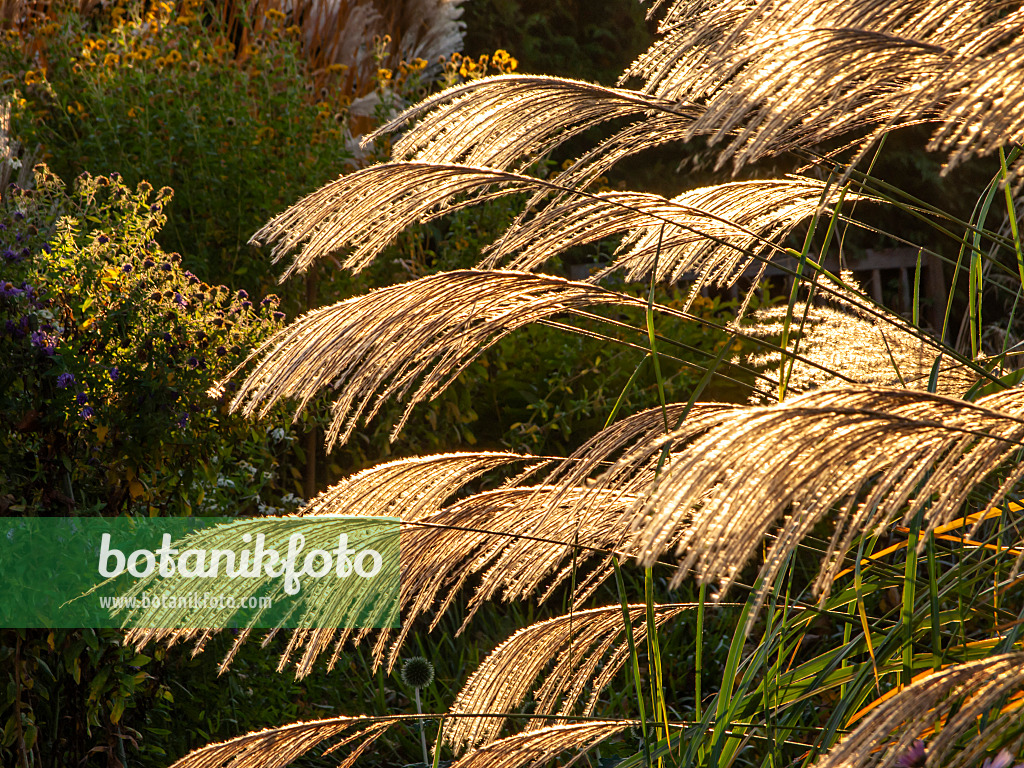 431032 - Chinese silver grass (Miscanthus sinensis 'Große Fontäne')