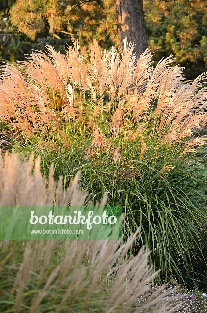 537027 - Chinese silver grass (Miscanthus sinensis 'Große Fontäne')