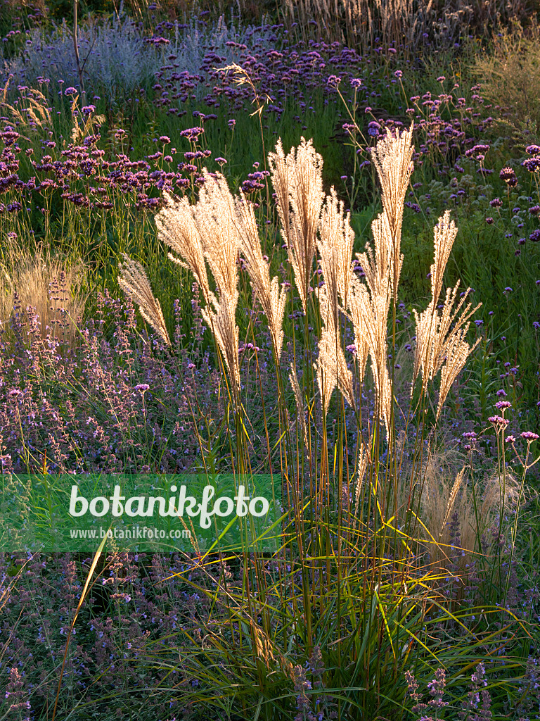 405068 - Chinese silver grass (Miscanthus sinensis) in a flowering perennial garden