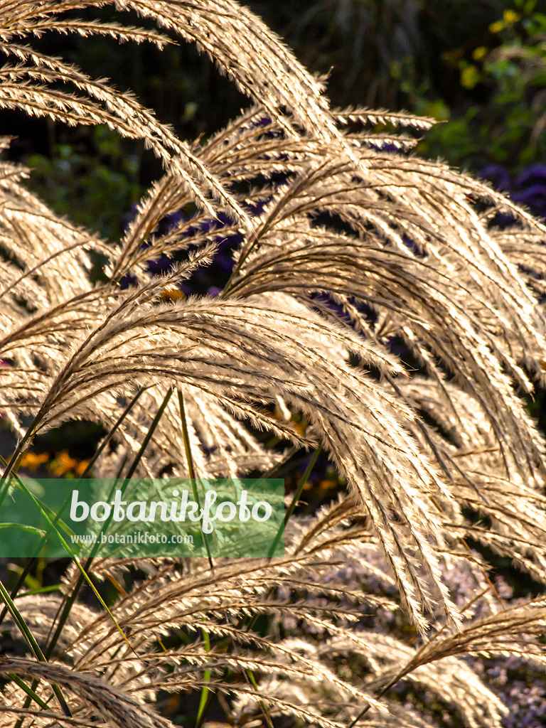 430132 - Chinese silver grass (Miscanthus sinensis 'Kaskade')