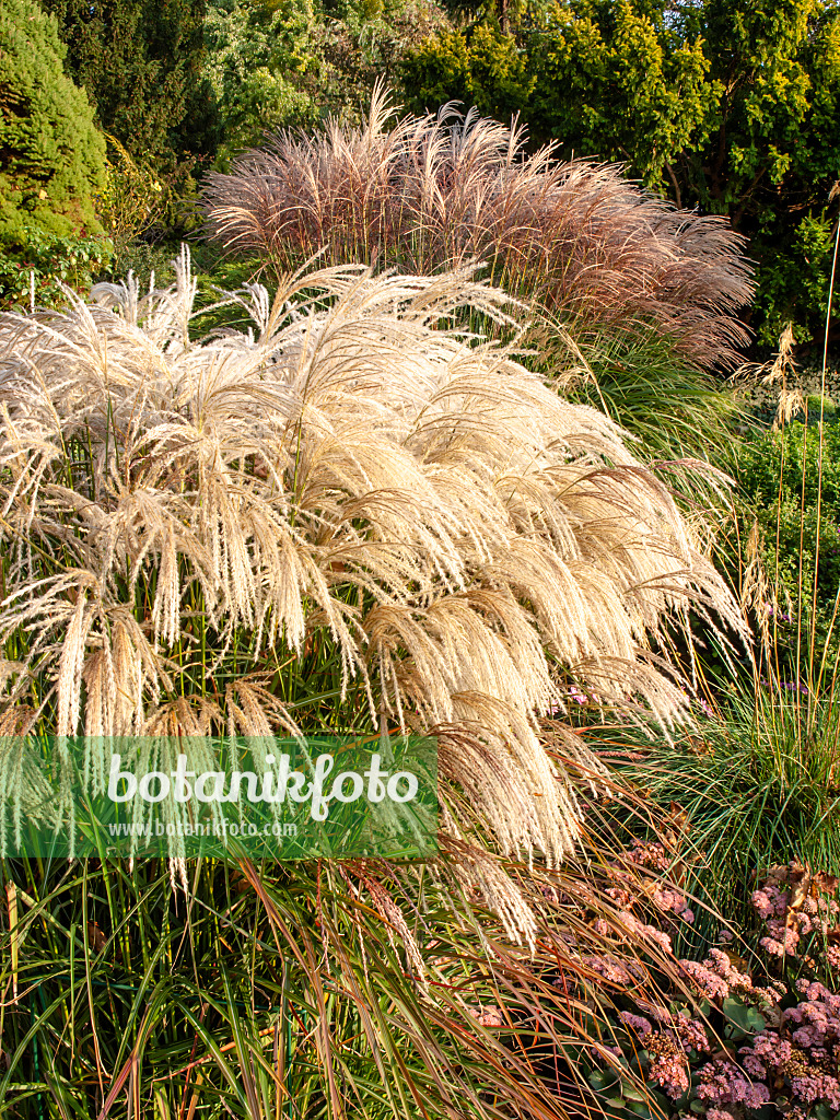 464101 - Chinese silver grass (Miscanthus sinensis 'Kaskade')