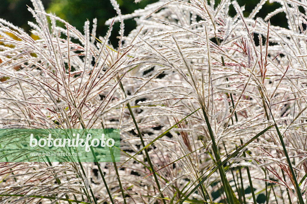 488031 - Chinese silver grass (Miscanthus sinensis 'Kaskade')