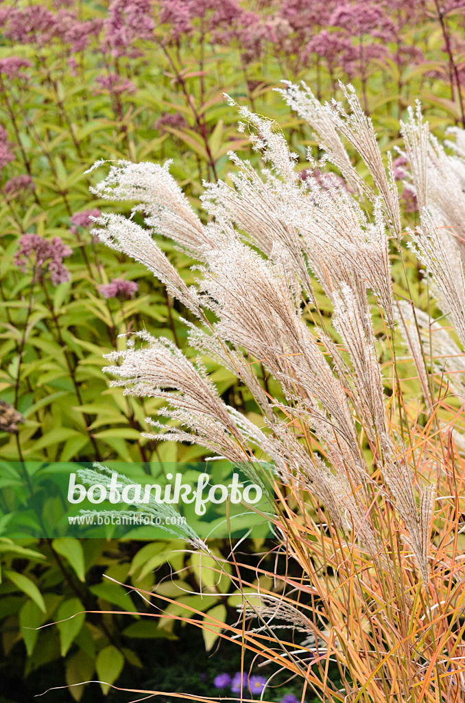 525077 - Chinese silver grass (Miscanthus sinensis 'Werner Neuflies')