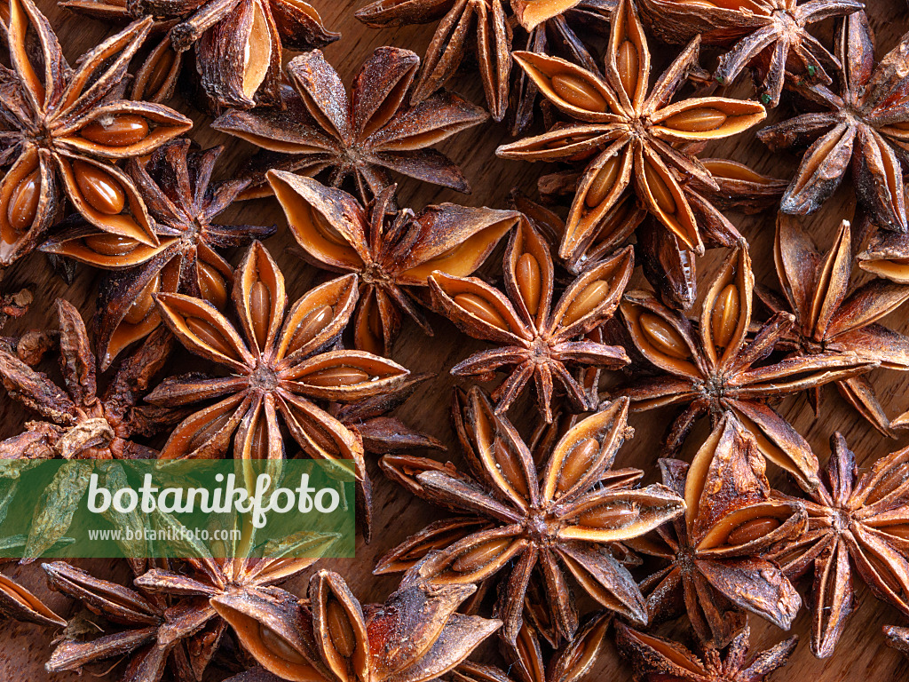 433065 - Chinese star anise (Illicium verum)