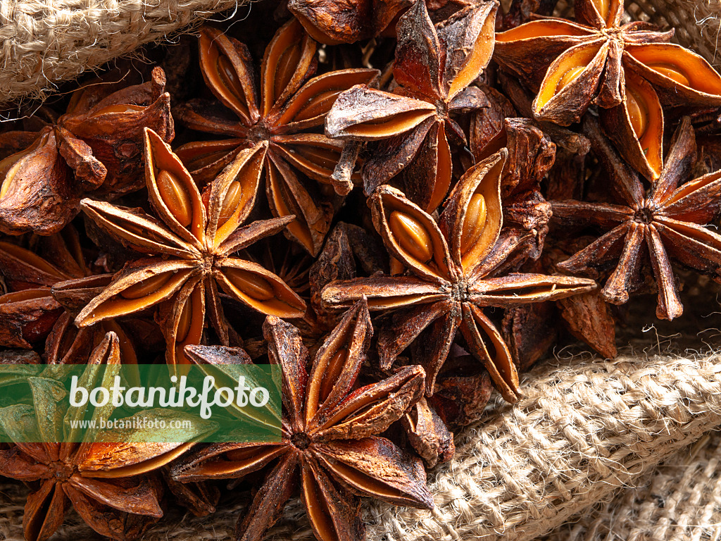 433071 - Chinese star anise (Illicium verum)