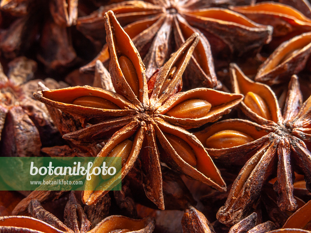 436003 - Chinese star anise (Illicium verum)