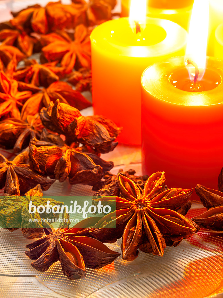 444055 - Chinese star anise (Illicium verum) with Christmas decoration