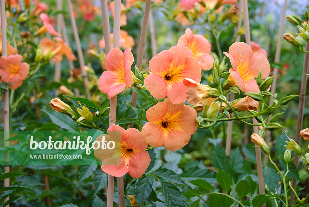 535390 - Chinese trumpet vine (Campsis grandiflora)