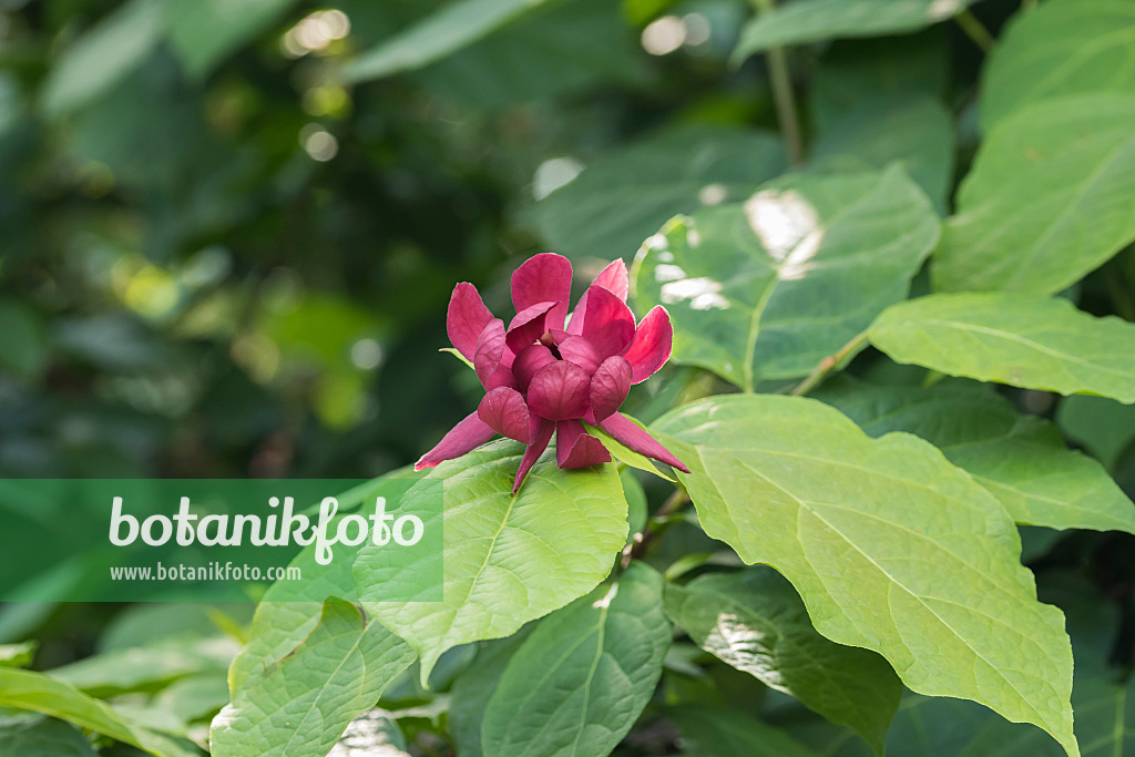 616177 - Chinese wax shrub (Sinocalycanthus raulstonii 'Hartlage Wine')