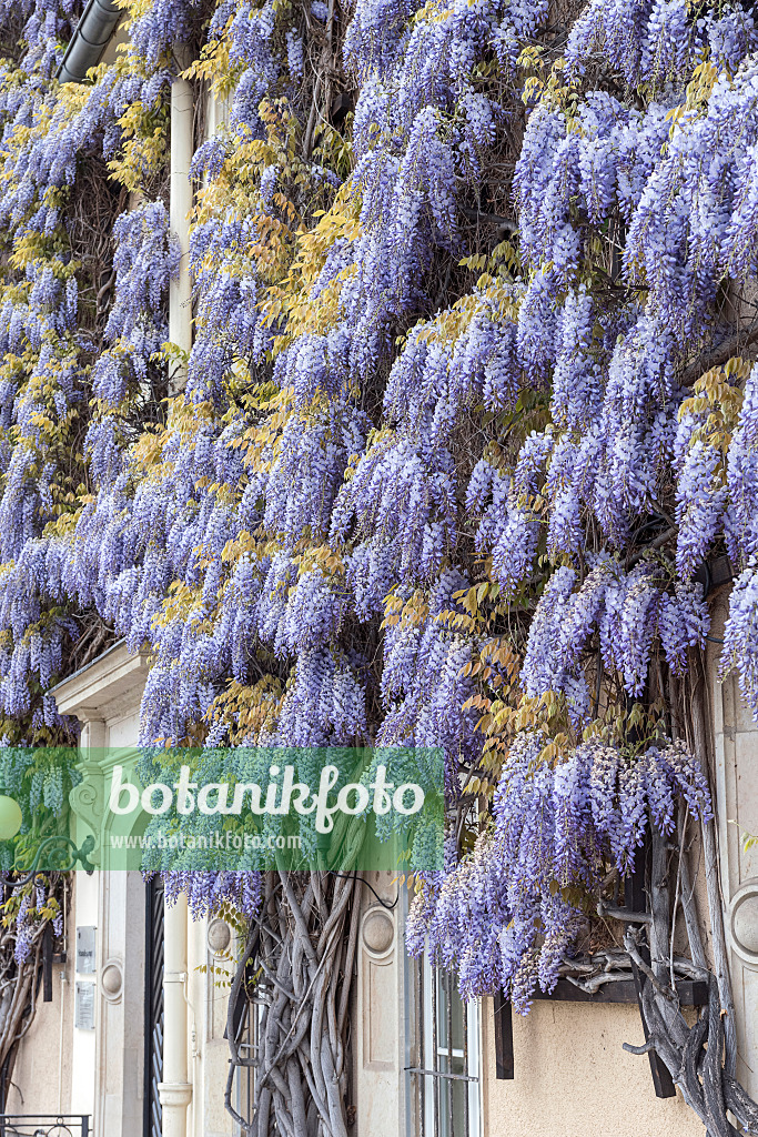 616355 - Chinese wisteria (Wisteria sinensis)