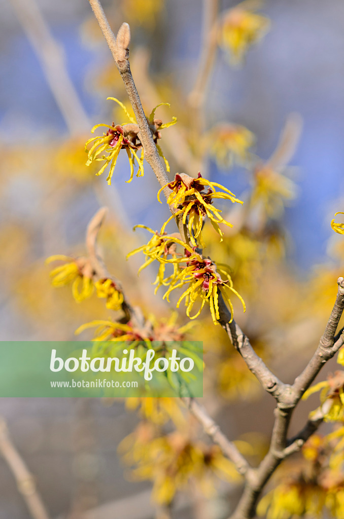 529105 - Chinese witch hazel (Hamamelis mollis)