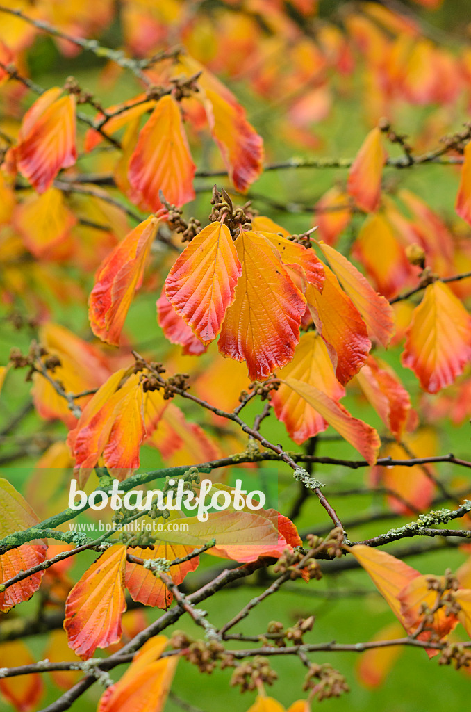 549107 - Chinese witch hazel (Hamamelis mollis)