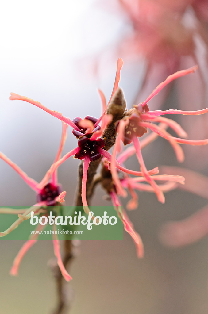 529144 - Chinese witch hazel (Hamamelis mollis 'Feuerzauber')