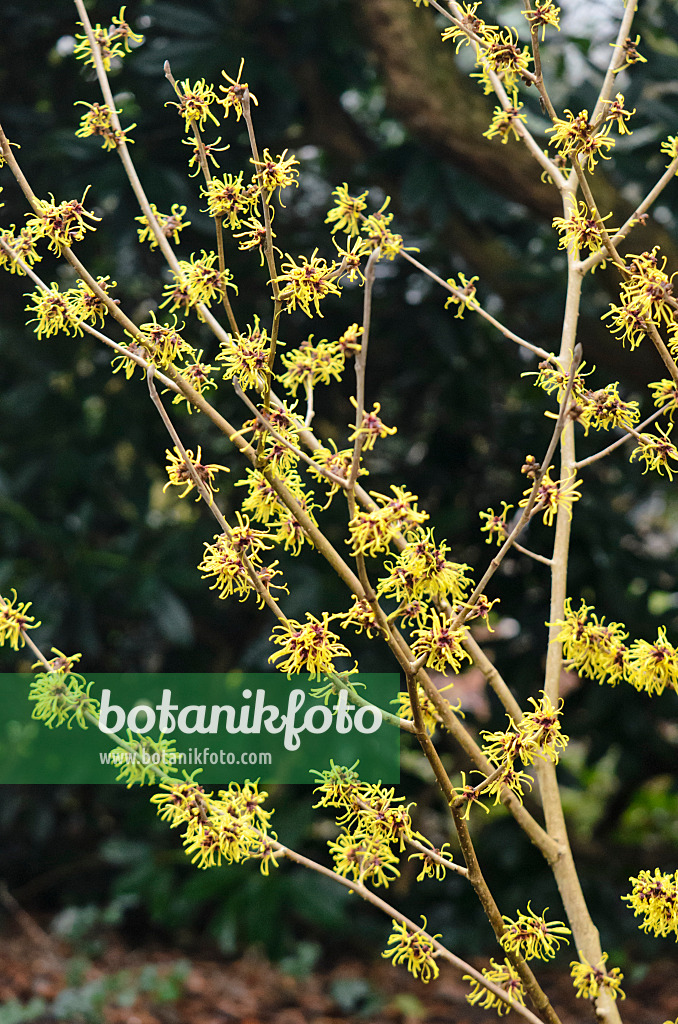 553049 - Chinese witch hazel (Hamamelis mollis 'Imperialis')