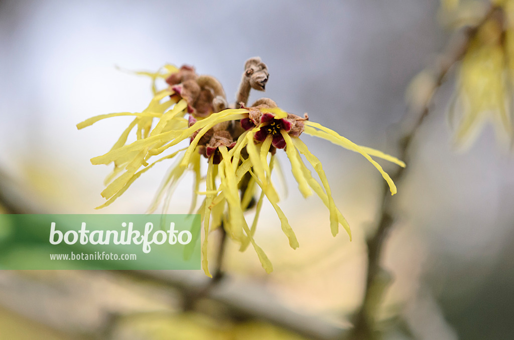 529152 - Chinese witch hazel (Hamamelis mollis 'Pallida')