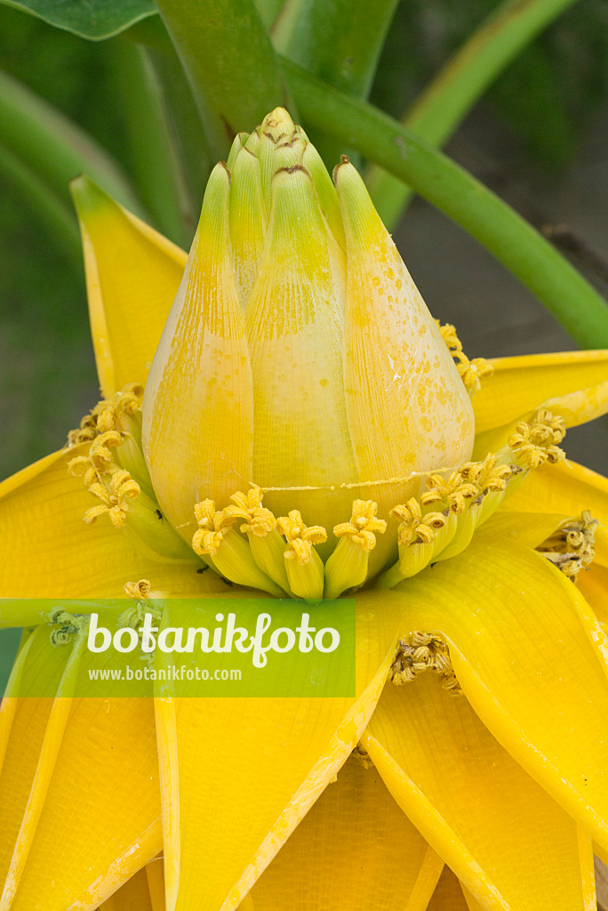 595020 - Chinese yellow banana (Musella lasiocarpa)