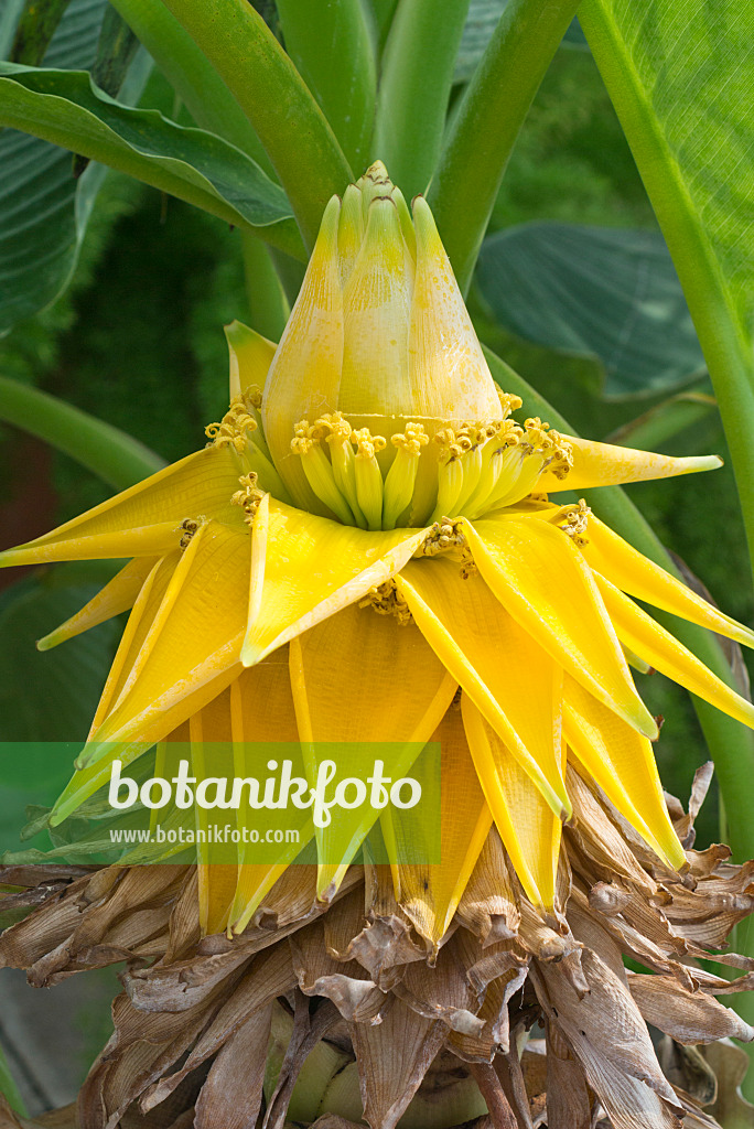 595021 - Chinese yellow banana (Musella lasiocarpa)