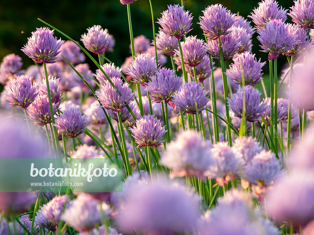 425110 - Chives (Allium schoenoprasum)