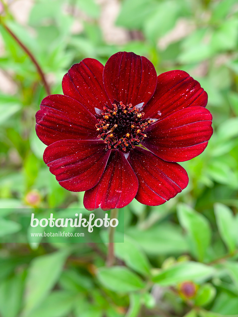 463037 - Chocolate cosmos (Cosmos atrosanguineus)