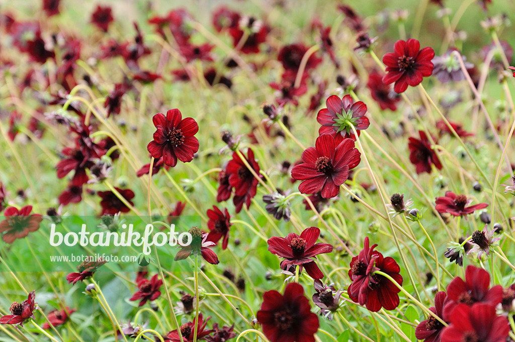 475098 - Chocolate cosmos (Cosmos atrosanguineus)