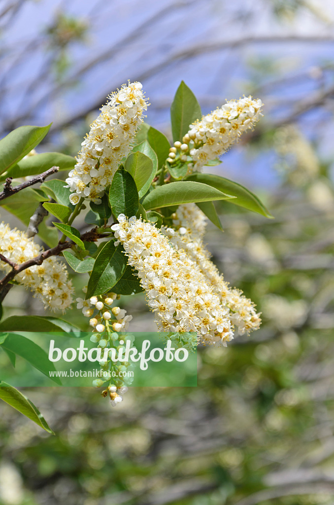 508330 - Chokecherry (Prunus virginiana)