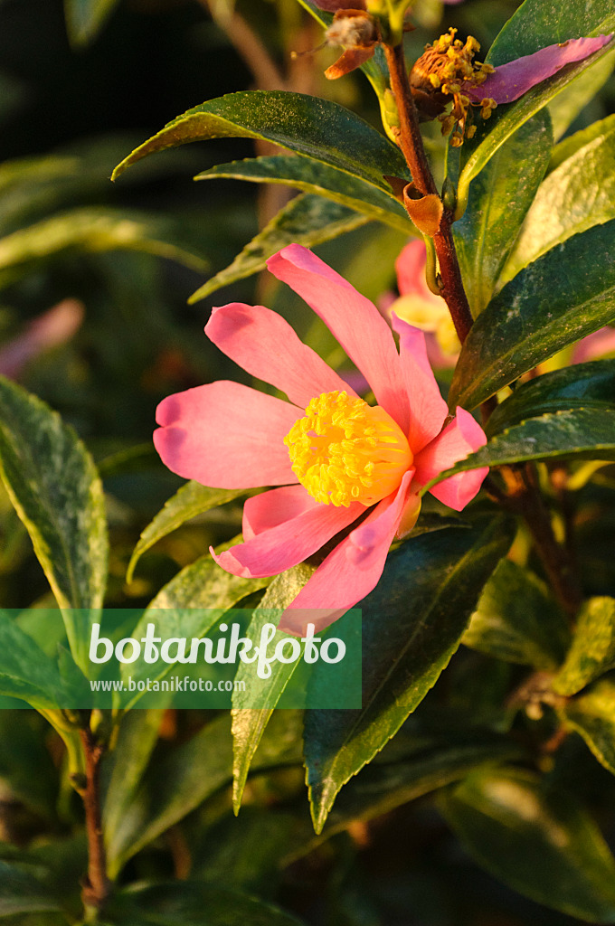 467080 - Christmas camellia (Camellia sasanqua 'Variegata')