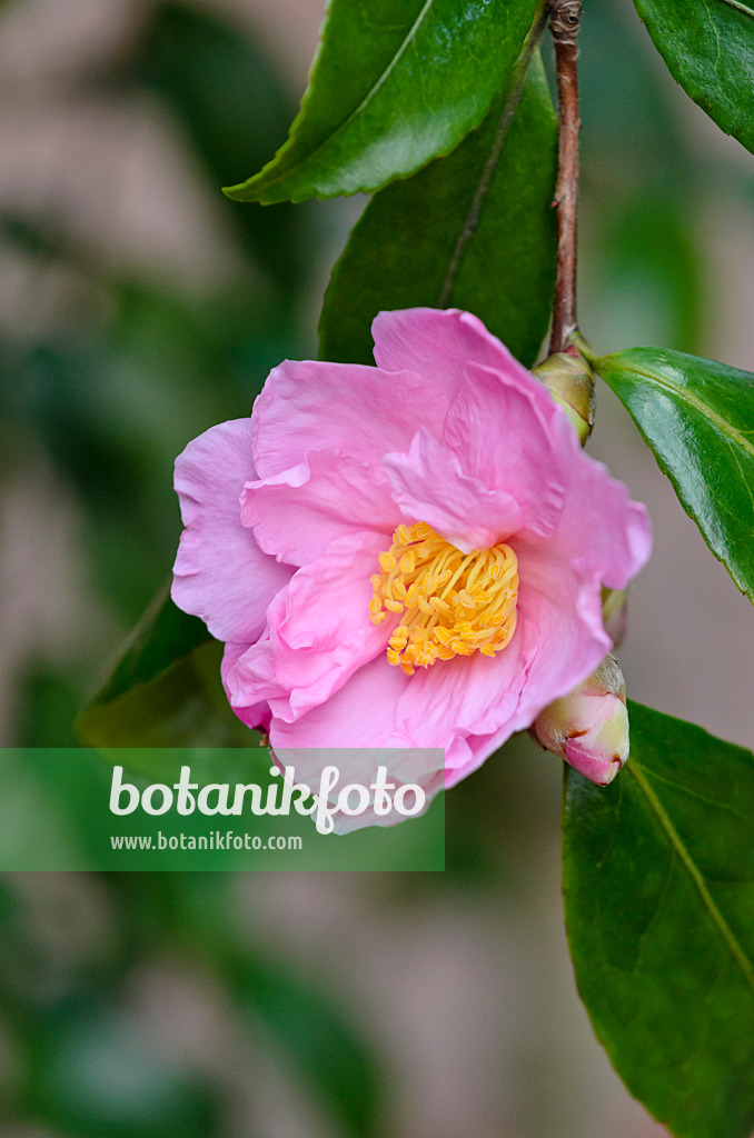 525360 - Christmas camellia (Camellia sasanqua 'Venus')