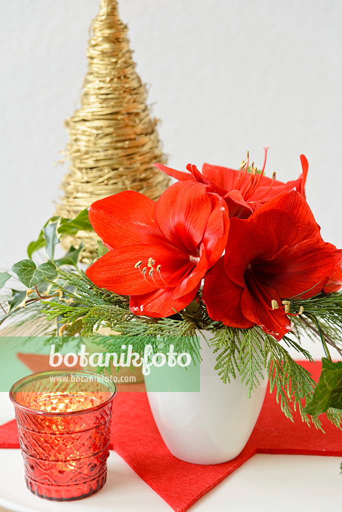 570137 - Christmas decoration with amaryllis (Hippeastrum)