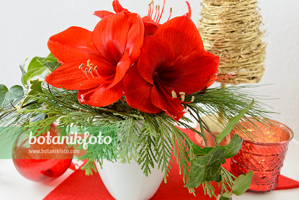 570138 - Christmas decoration with amaryllis (Hippeastrum)