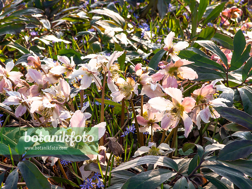 436080 - Christmas rose (Helleborus niger)