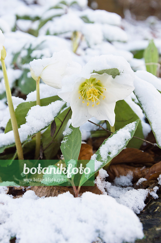 517038 - Christmas rose (Helleborus niger)