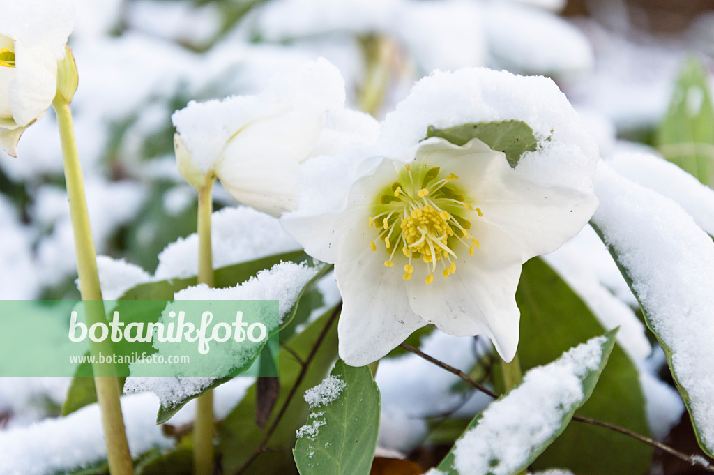 517039 - Christmas rose (Helleborus niger)