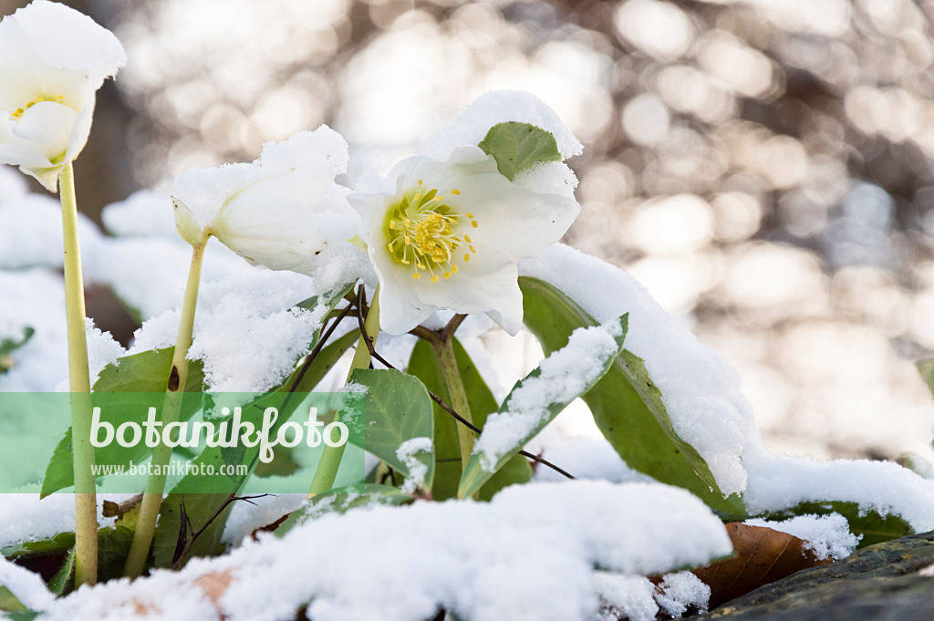 517041 - Christmas rose (Helleborus niger)