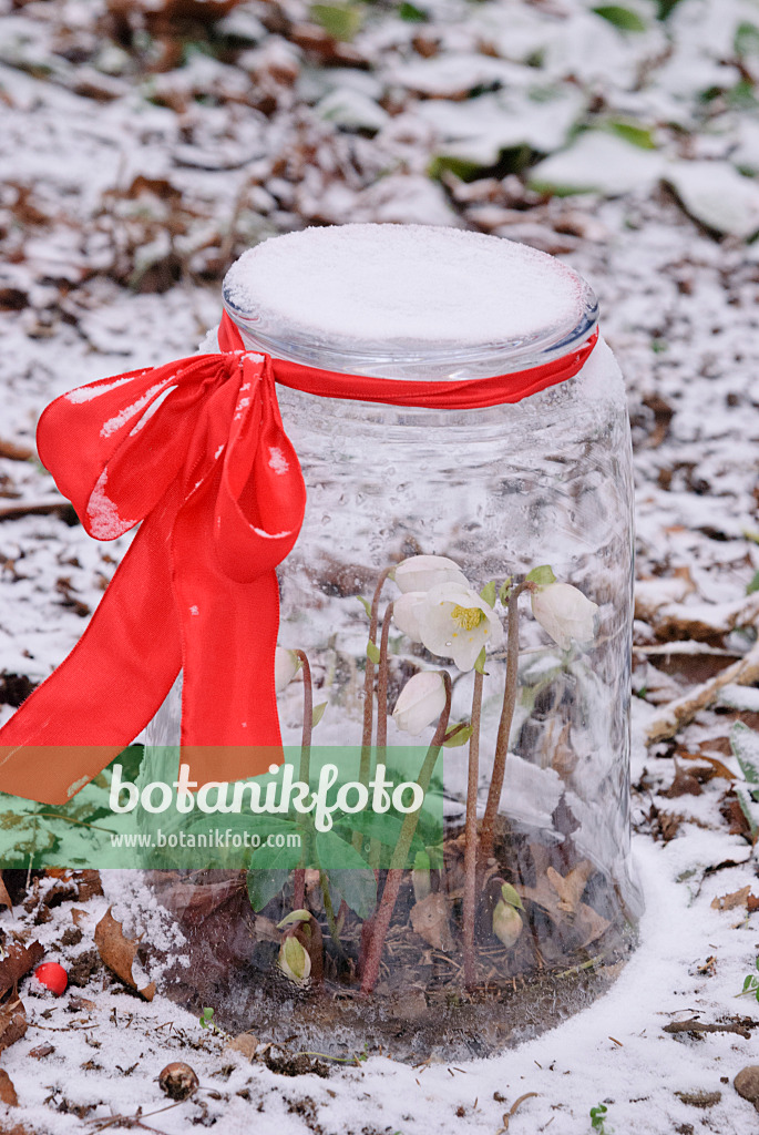 483053 - Christmas rose (Helleborus niger) covered with glass cloche