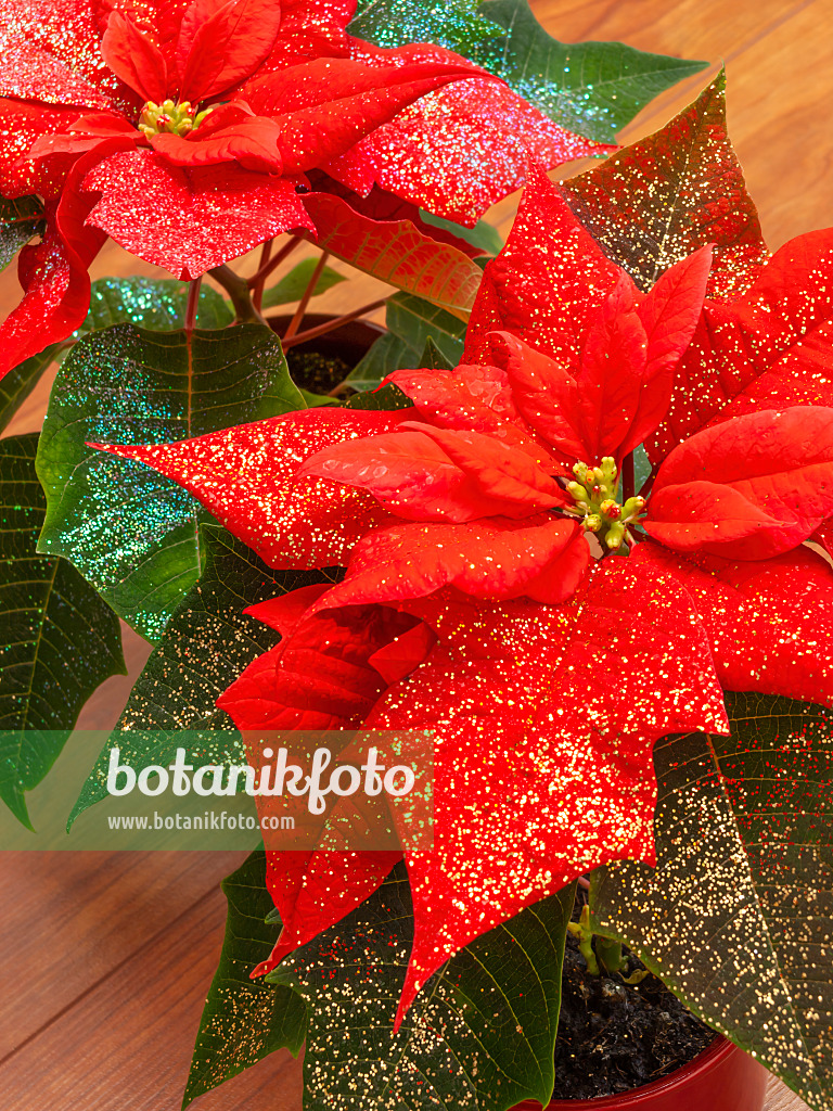 444031 - Christmas star (Euphorbia pulcherrima) with glitter