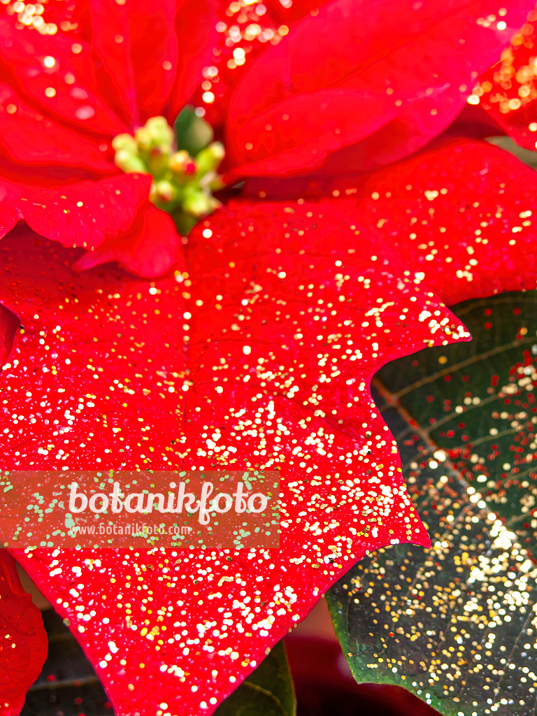 444032 - Christmas star (Euphorbia pulcherrima) with glitter