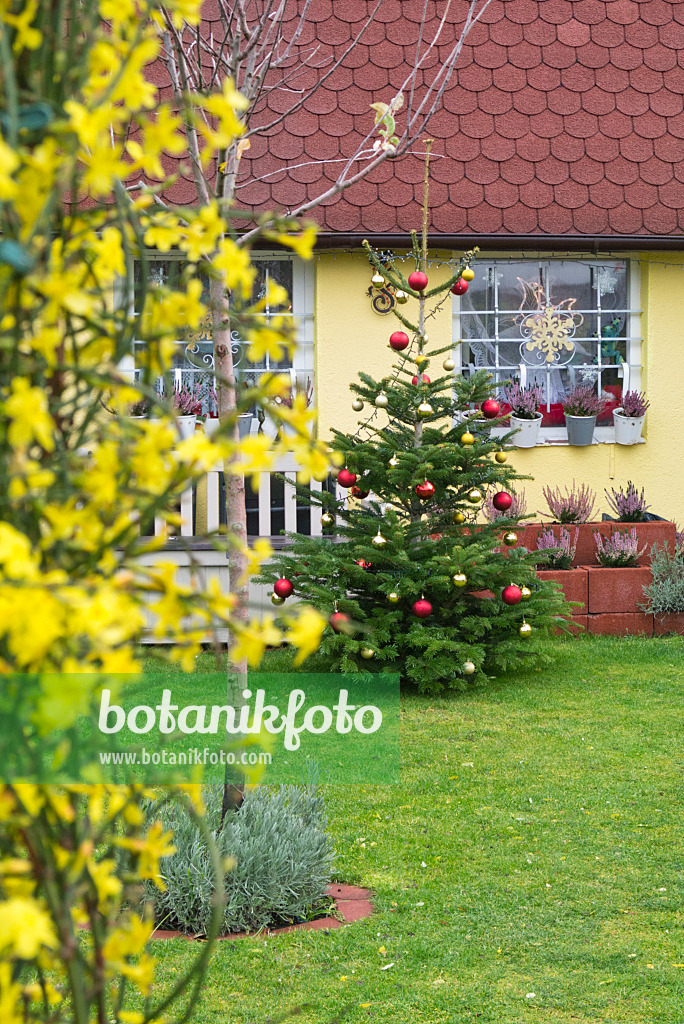 551009 - Christmas tree in an allotment garden