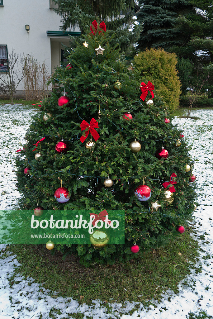 527020 - Christmas tree with Christmas tree baubles in a front garden