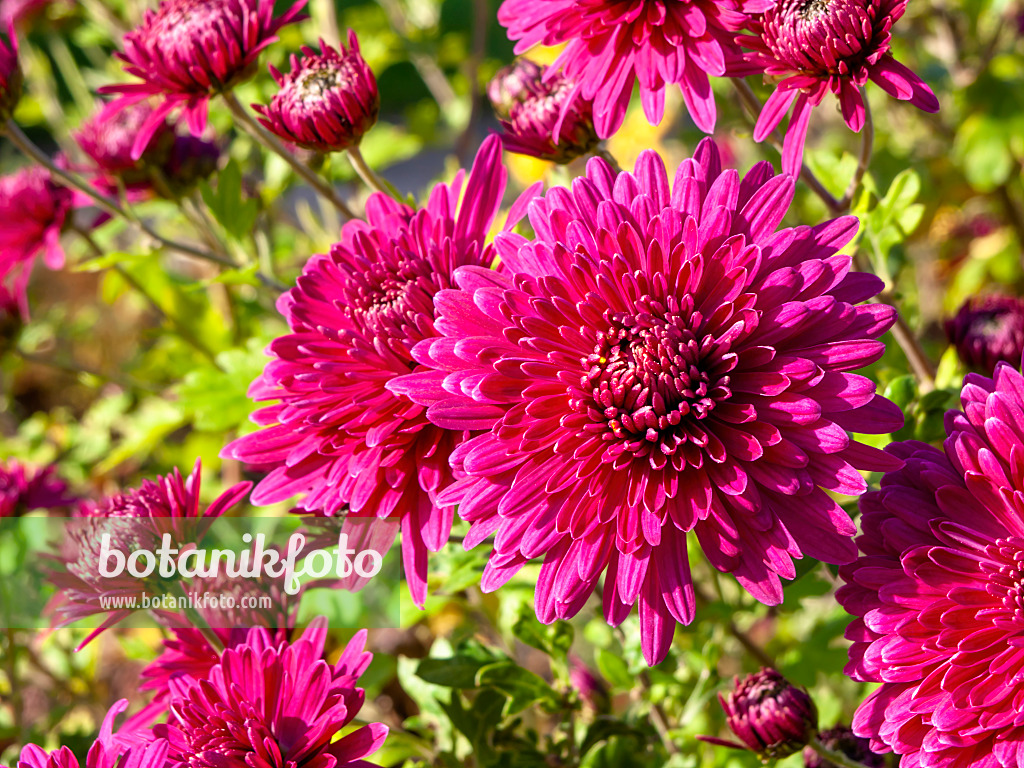 431014 - Chrysanthemum (Chrysanthemum)