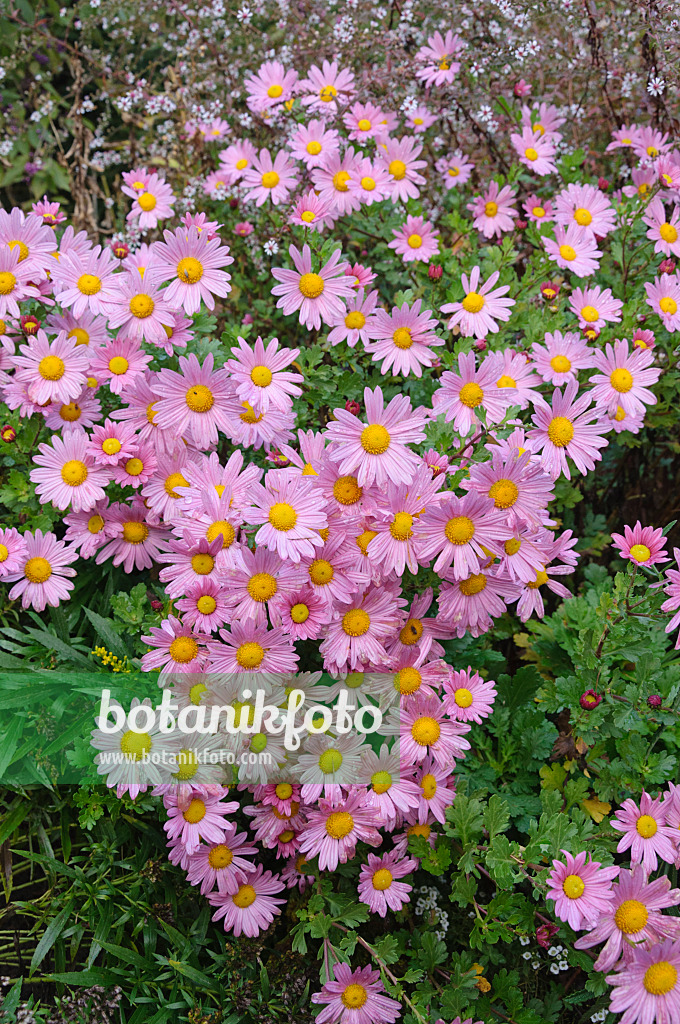 477110 - Chrysanthemum (Chrysanthemum x hortorum 'Pinky')