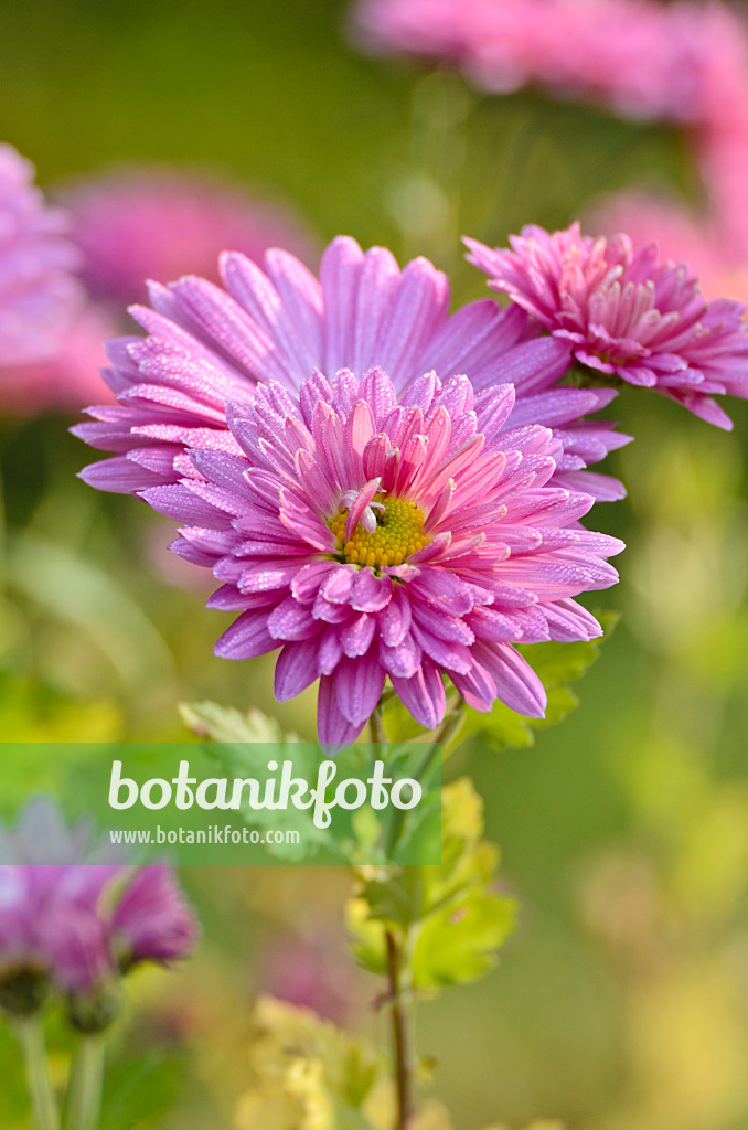 502019 - Chrysanthemum (Chrysanthemum indicum 'Rosenmarguerite')