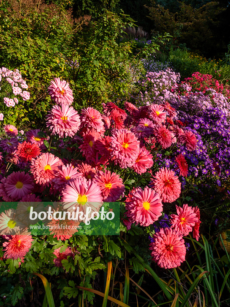 430120 - Chrysanthemum (Chrysanthemum indicum 'Cinderella')