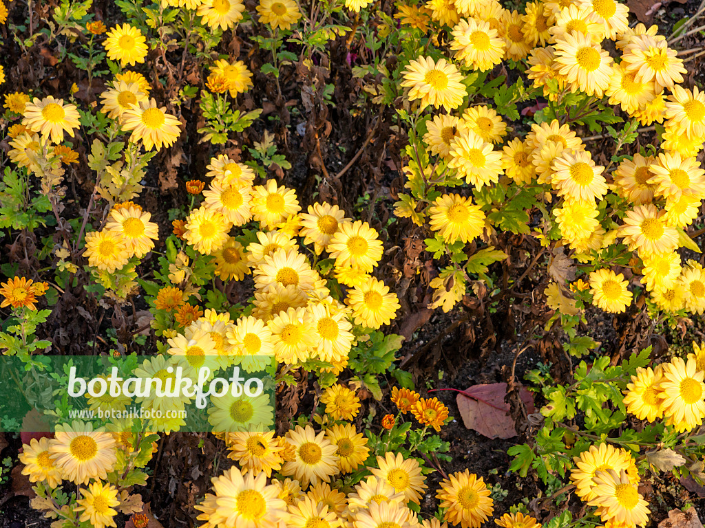 466002 - Chrysanthemum (Chrysanthemum indicum 'Goldmarianne')